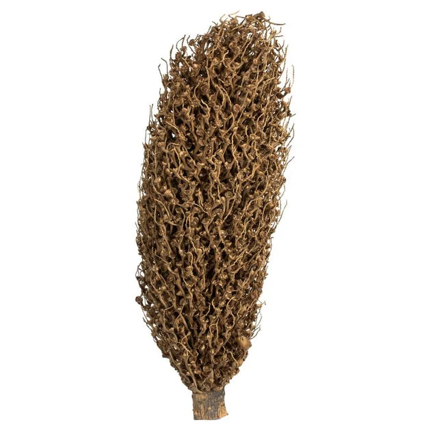 22" x 7" Dried and Preserved Natural Olympia Seed Pod
