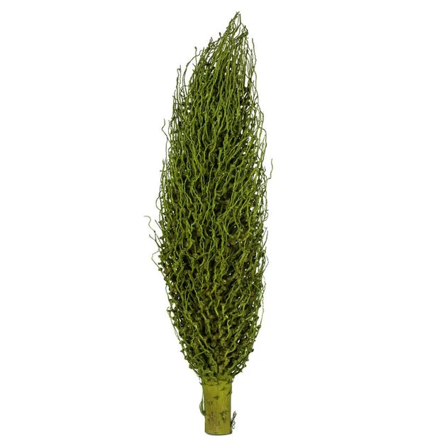 22" x 7" Dried and Preserved Basil Olympia Seed Pod