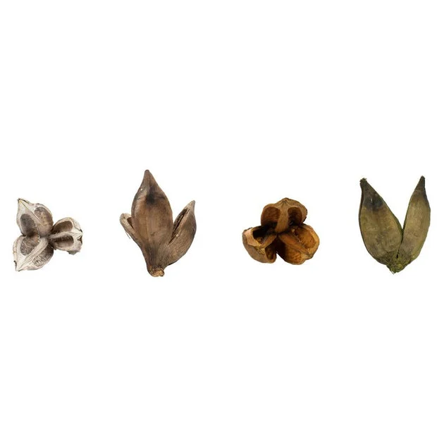 3"-4" Dried and Preserved Assorted Sora Pods 25-Pack