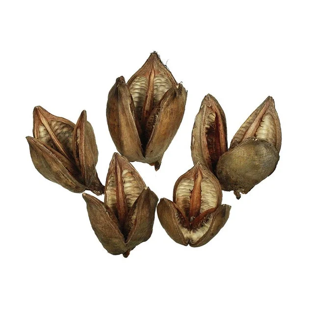 3"-4" Dried and Preserved Natural Sora Pods 250 Per Bulk Case