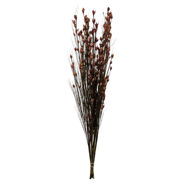 36"-40" Dried and Preserved Bell Grass with Merlot Pod Bundle