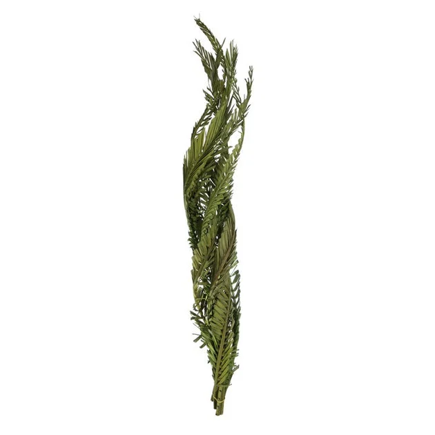 40"-48" Dried and Preserved Twisted Foliage Green Coco Palms