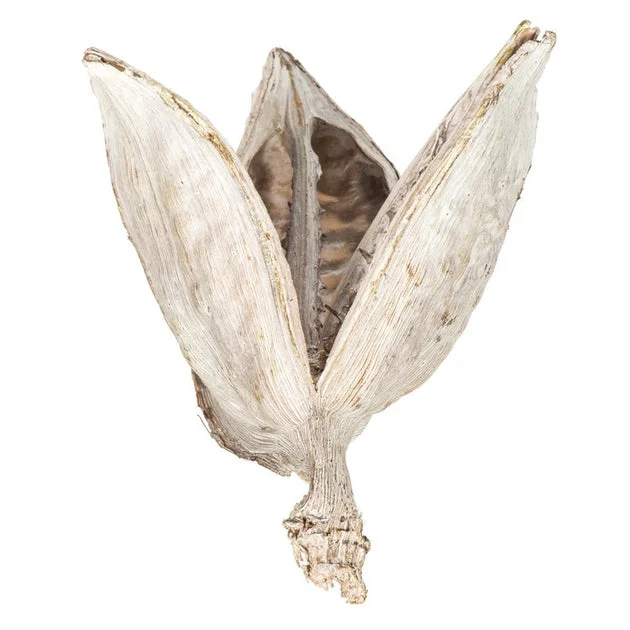 3"-4" Dried and Preserved Bleached Sora Pods 250 Per Bulk Case