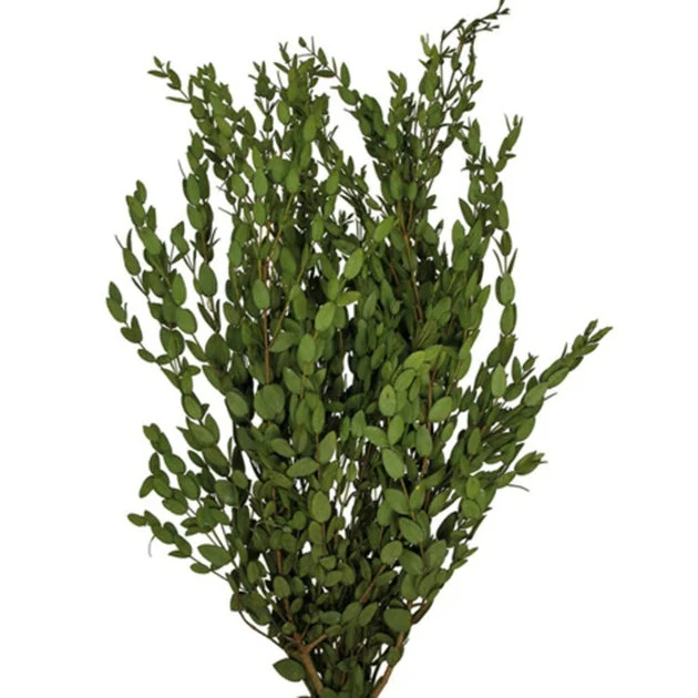 18"-22" Dried and Preserved Green Parvafolia Stem 5 oz Bundle