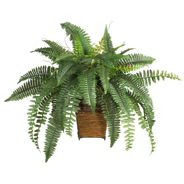Boston Fern with Wood Wicker Basket