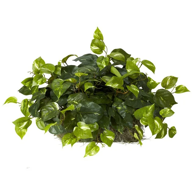 Pothos Ledge Plants Set on Foam Silk Plant