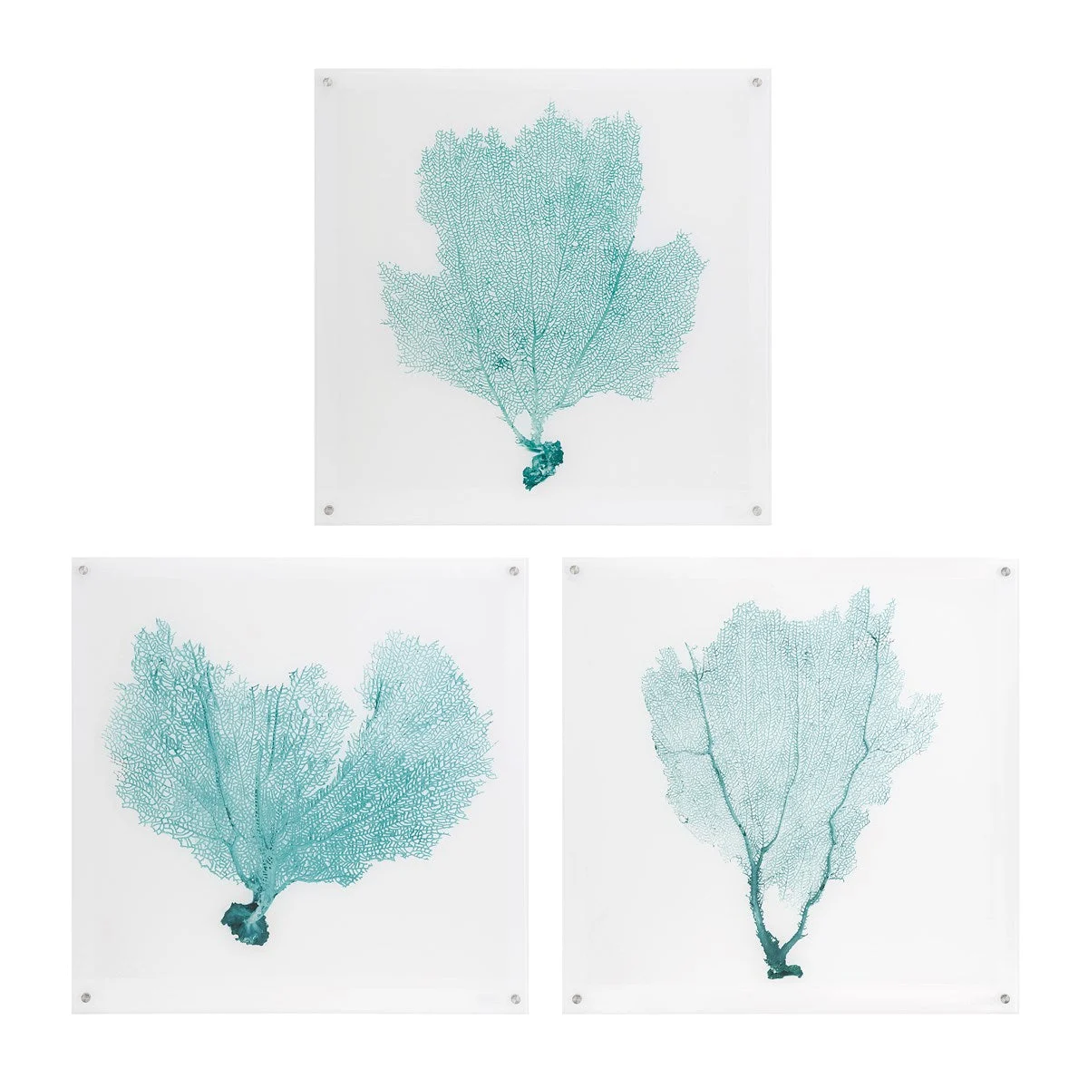 Imax Worldwide Home Sea Fan Acrylic Floating Wall Art - Set of 3